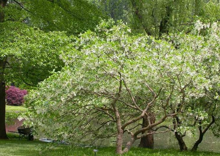 Chionanthus virginicus, Fringe Tree, Fragrant tree, White flowers, Fragrant flowers, berries, black berries